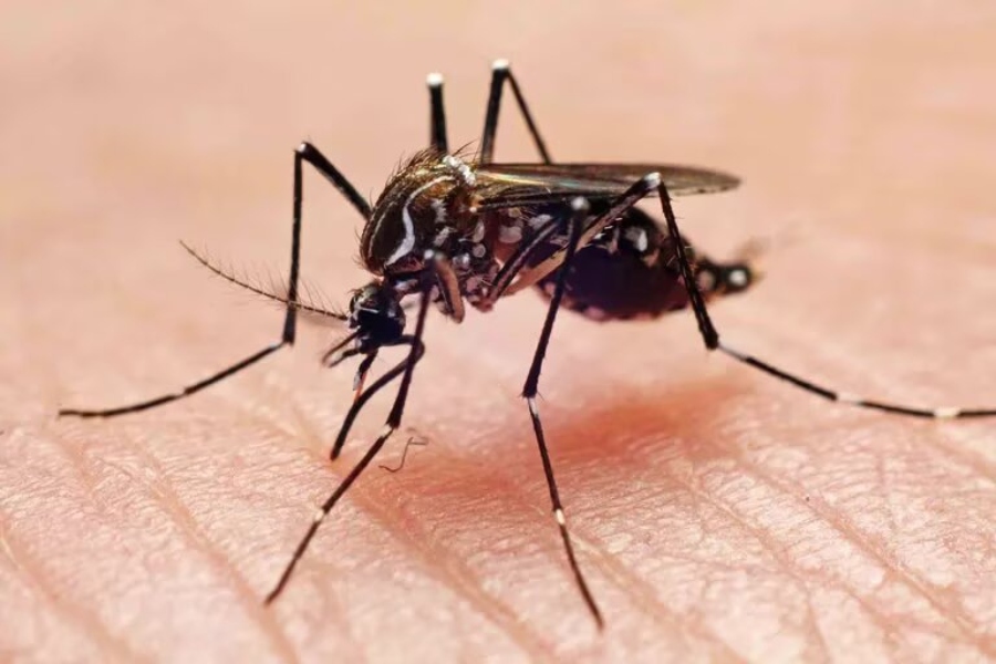 Dengue
